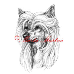 Autorský tisk čínský chocholatý pes