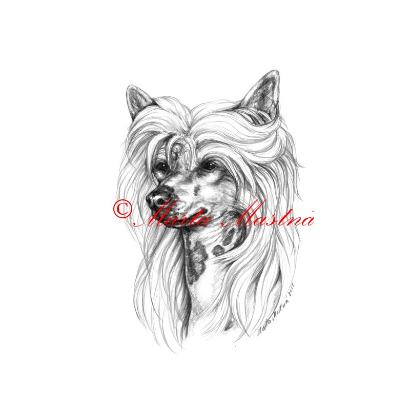 Autorský tisk čínský chocholatý pes