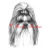 Autorský tisk shih-tzu, šitzu