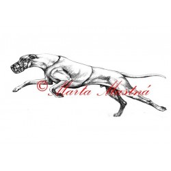 Obraz greyhound, vipet, chrt, tužka - tisk