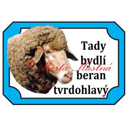 Tabulka beran, ovce merino