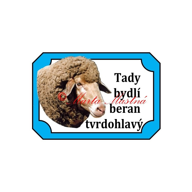 Tabulka beran, ovce merino