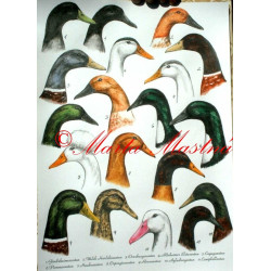 Malby pro německý atlas - kachny