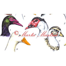 Malby pro německý atlas - kachny