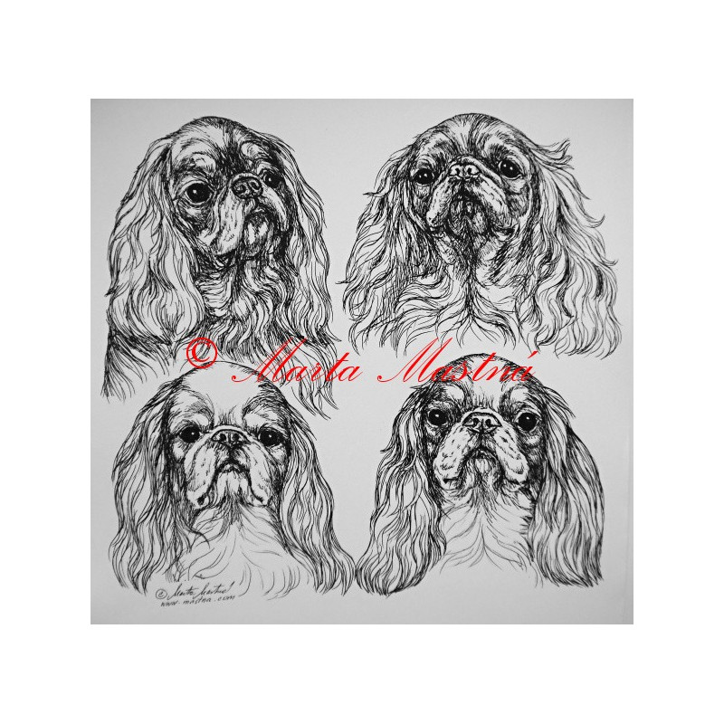 King Charles španěl