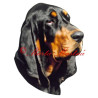 Samolepka coonhound