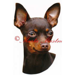 Samolepka pražský krysařík hnědý