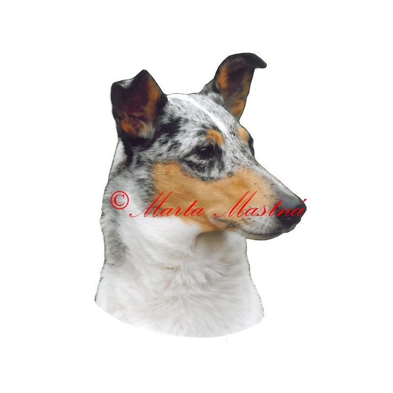 Samolepka kolie krátkosrstá