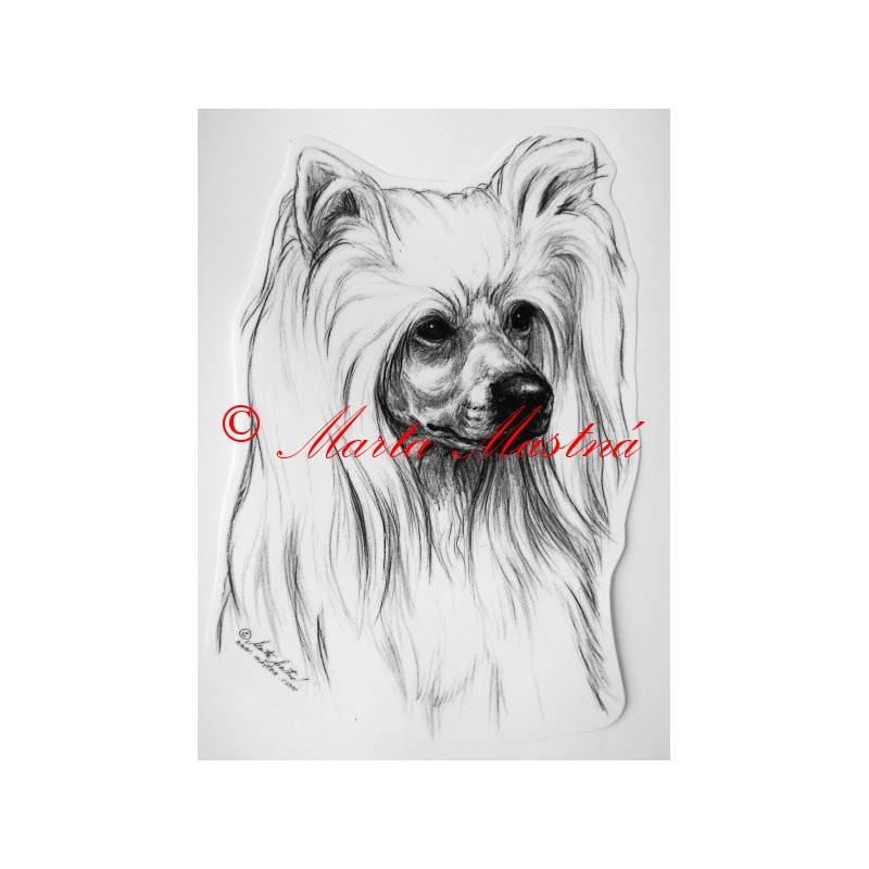 Čínský chocholatý pes - labutěnka