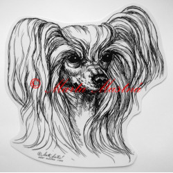 Čínský chocholatý pes