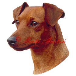 Samolepka pinč malý hladkosrstý