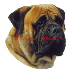Samolepka bulmastif