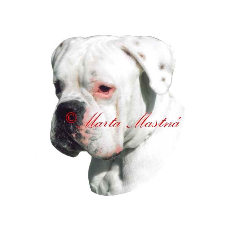 Samolepka boxer bílý