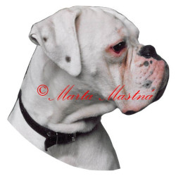 Samolepka boxer bílý