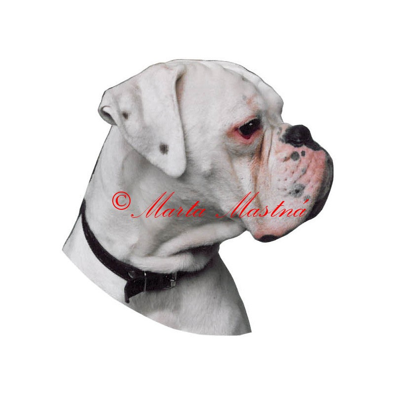 Samolepka boxer bílý