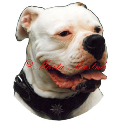 Samolepka americký buldok