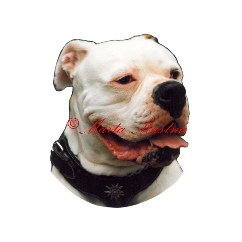 Samolepka americký buldok