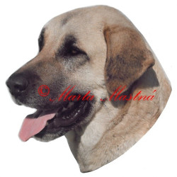 Samolepka anatolský pastevecký, kangal