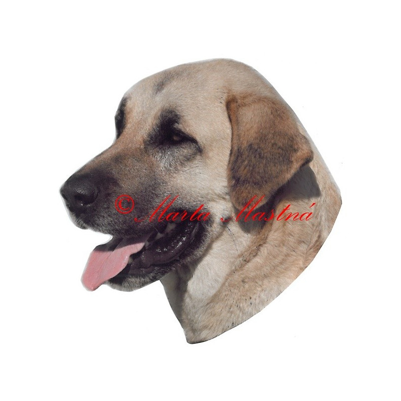Samolepka anatolský pastevecký, kangal