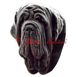 Samolepka neapolský mastin