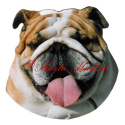 Samolepka buldok anglický