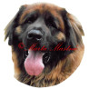 Samolepka leonberger