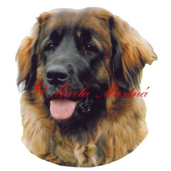 Samolepka leonberger