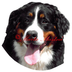 Samolepka bernský salašnický pes