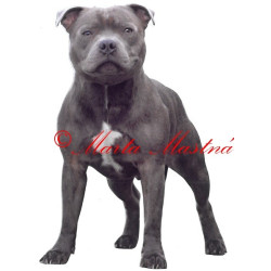 Samolepka stafordšírský bulteriér