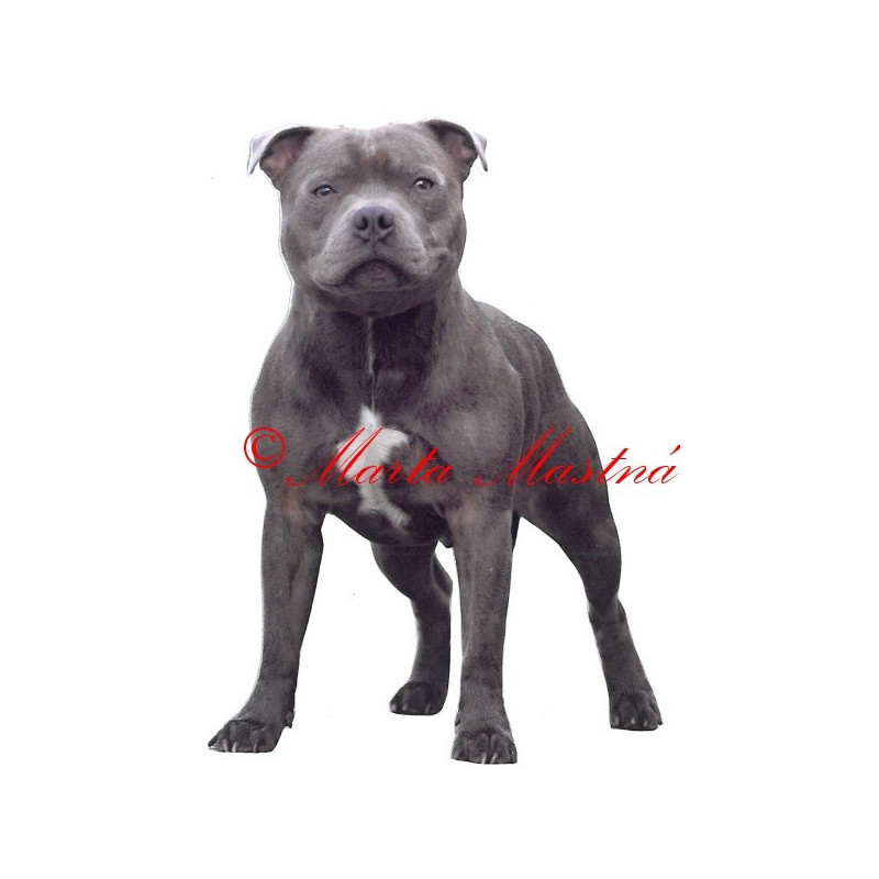 Samolepka stafordšírský bulteriér