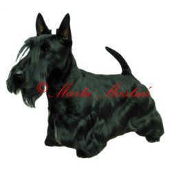 Samolepka skotský teriér