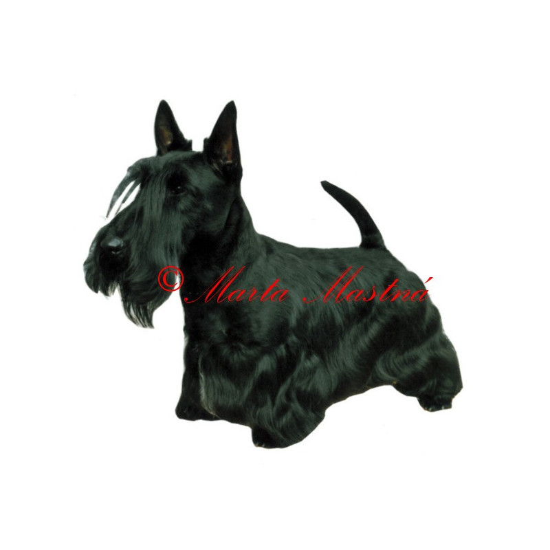 Samolepka skotský teriér