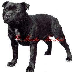 Samolepka stafordšírský bulteriér