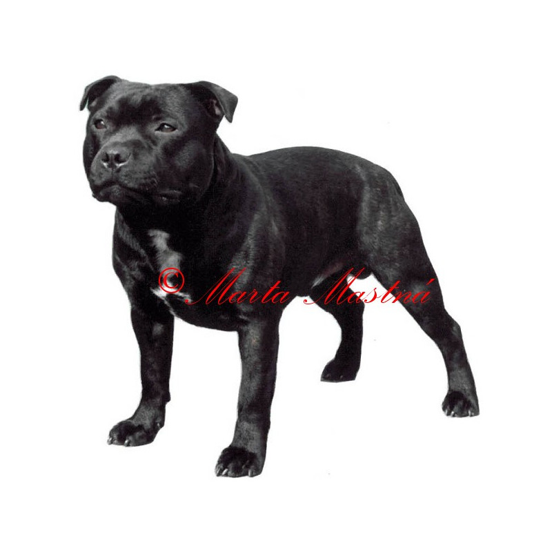 Samolepka stafordšírský bulteriér