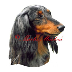 Samolepka jezevčík harlekýn