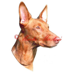 Samolepka faraonský chrt