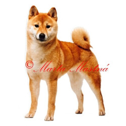 Samolepka šiba, shiba inu