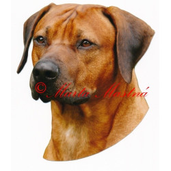 Samolepka rhodesian ridgeback