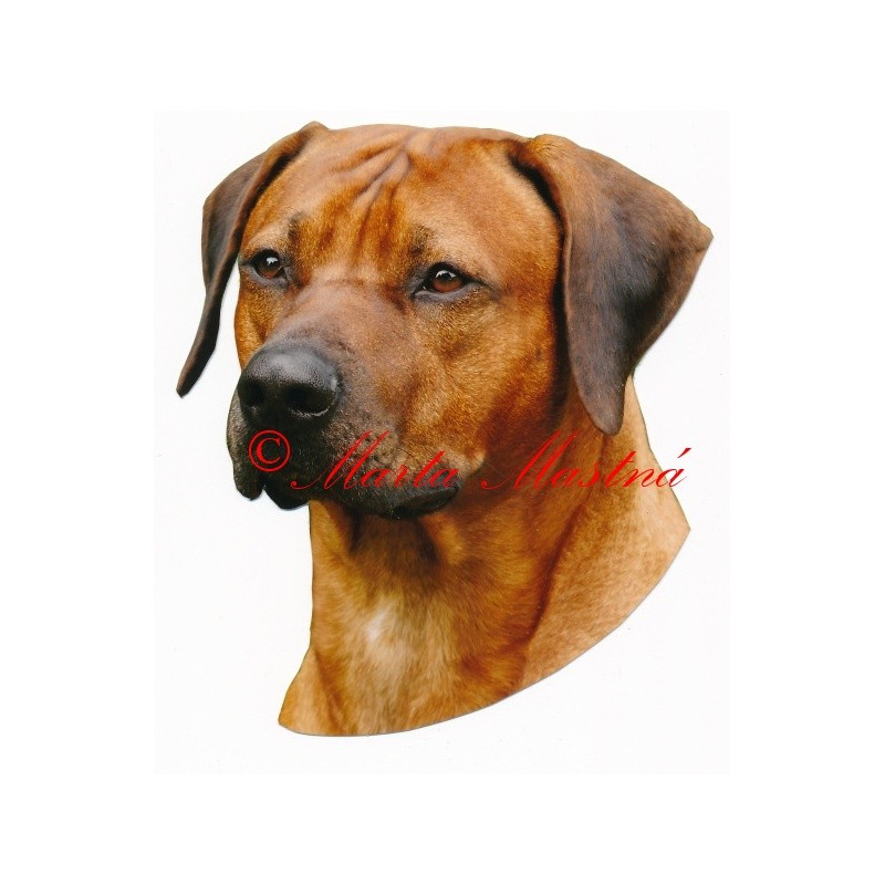 Samolepka rhodesian ridgeback