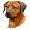 Samolepka rhodesian ridgeback