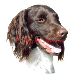 Samolepka malý münsterlandský ohař