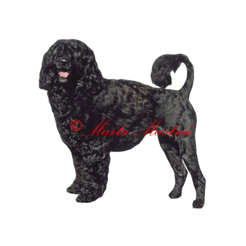 Samolepka portugalský vodní pes