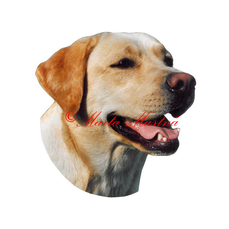 Samolepka labrador retrívr