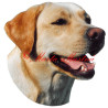 Samolepka labrador retrívr