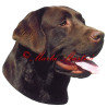 Samolepka labrador retrívr