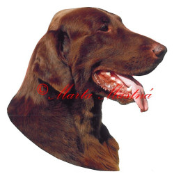 Samolepka flat coated retrívr