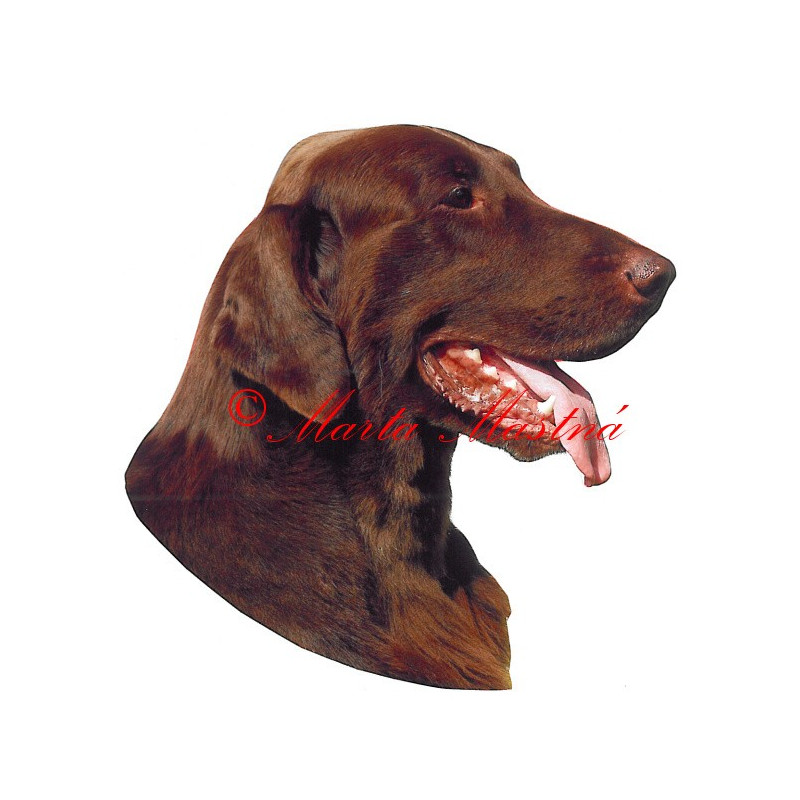 Samolepka flat coated retrívr