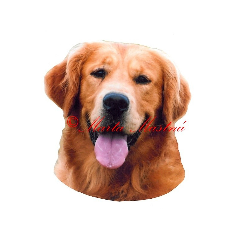 Samolepka zlatý retrívr, golden