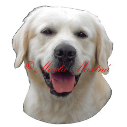 Samolepka zlatý retrívr, golden