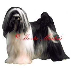 Samolepka tibetský teriér